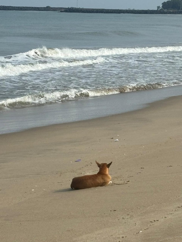Watcher of the Ocean